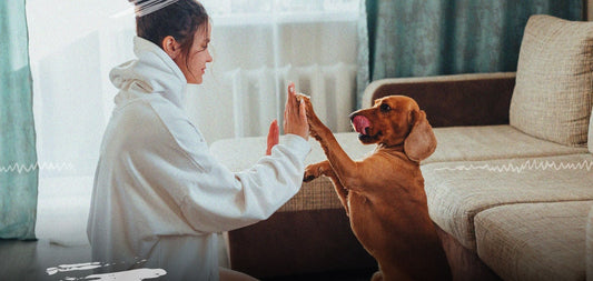 El Vínculo Único entre Mascotas y Propietarios: Un Amor Incondicional que Mejora la Vida de Ambos