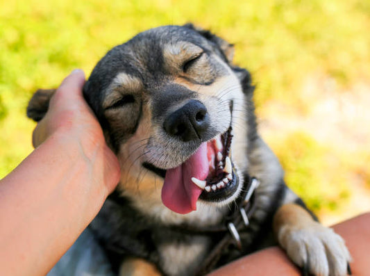 Beneficios de Cuidar a una Mascota para la Salud Mental